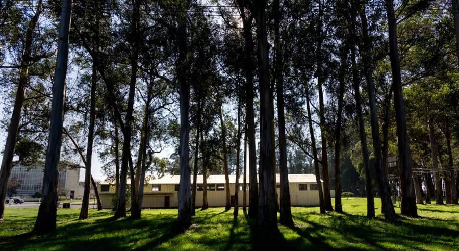 Through the trees at Richmond Field Station