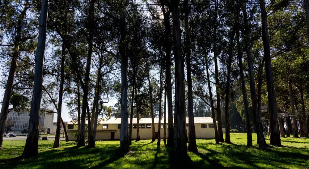 Through the trees at RFS.